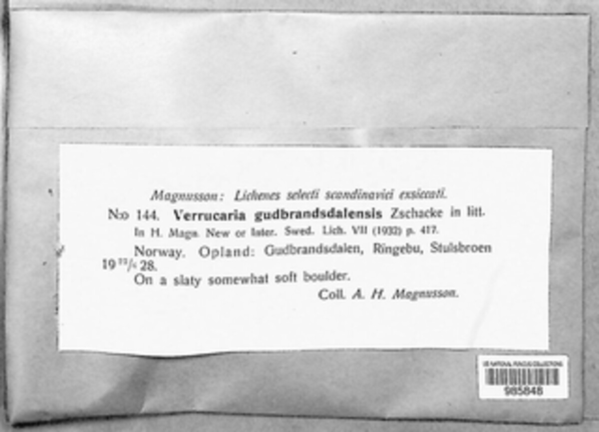 Verrucaria gudbrandsdalensis image
